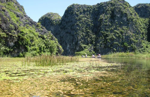 Девственный мангровый лес Ванлонг - ảnh 1